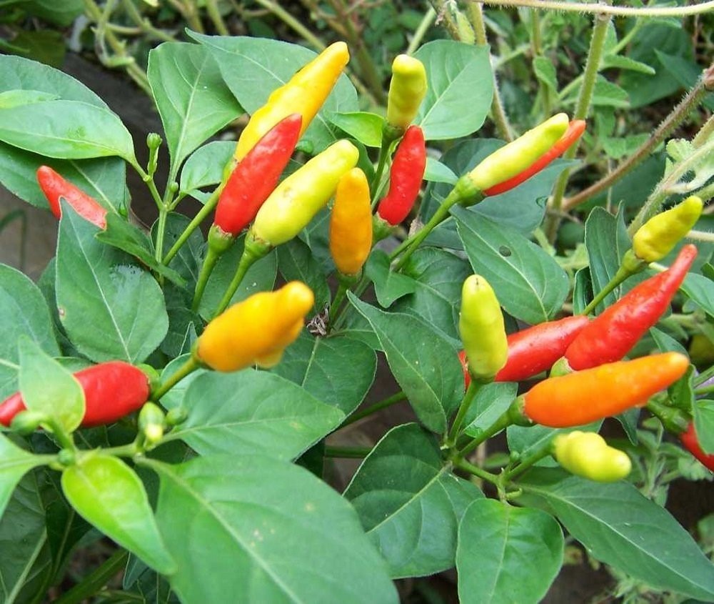 Tabasco Pepper Plant 2.5&quot; Pot - $26.99