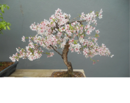 Xo 5 of BONSAI WILD CHERRY, Prunus Avium sweet edible tropical fruit SEEDS - $10.80