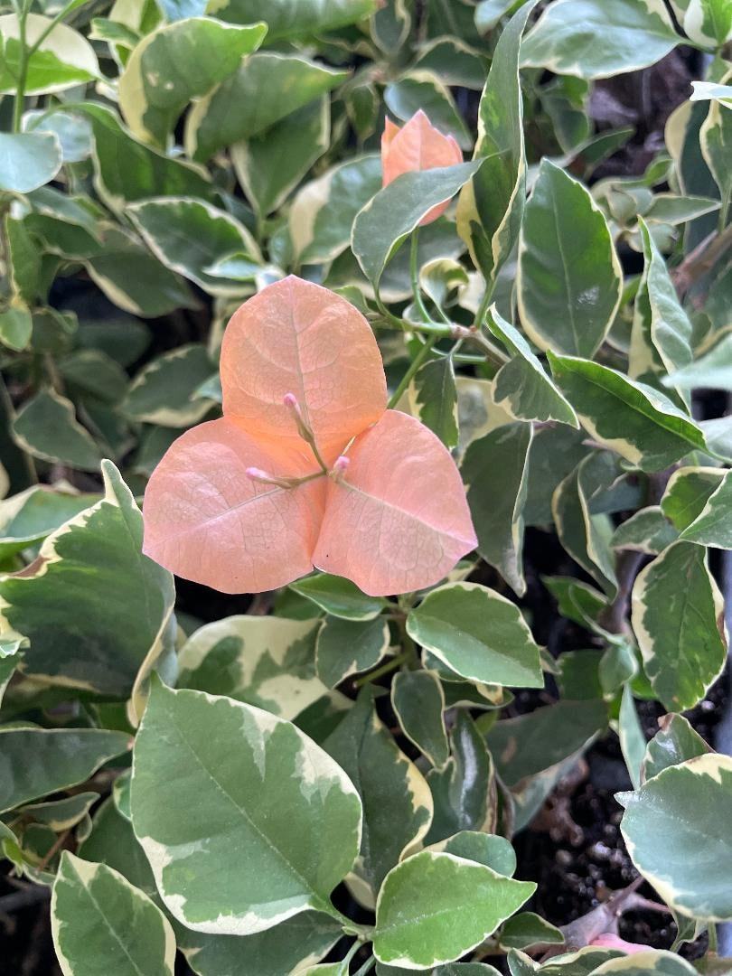 Bambino Orange/Peach Variegated Bougainvillea Small Well Rooted Starter ... - $19.99