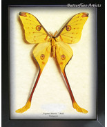 Madagascar Comet Moon Argema Mittrei XL Real Moth Entomology Framed Shad... - $144.99