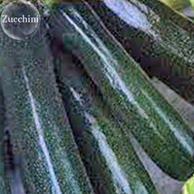 Heirloom Dark Green Zucchini Summer Squash Bonsai Vegetables, 8 Seeds, edible or - £3.55 GBP