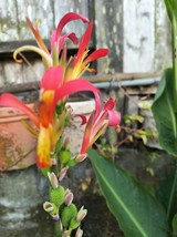 Canna indica Purpurea (Canna Lily, Indian Shot) seeds - $3.84
