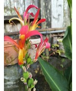 Canna indica Purpurea (Canna Lily, Indian Shot) seeds - €3,33 EUR