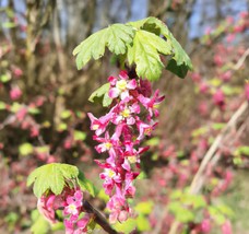 10 Red Flowering Currant Seeds, Ribes sanguineum, Ornamental Shrub, Poll... - $7.15