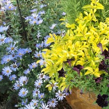 Aster Tongolensis Wartburg Star Fresh Seeds - £5.59 GBP