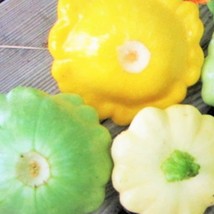 3 Colors Mix Patty Pan Squash Seeds Yellow Green Tint White Bush Scallop Summer  - £5.93 GBP