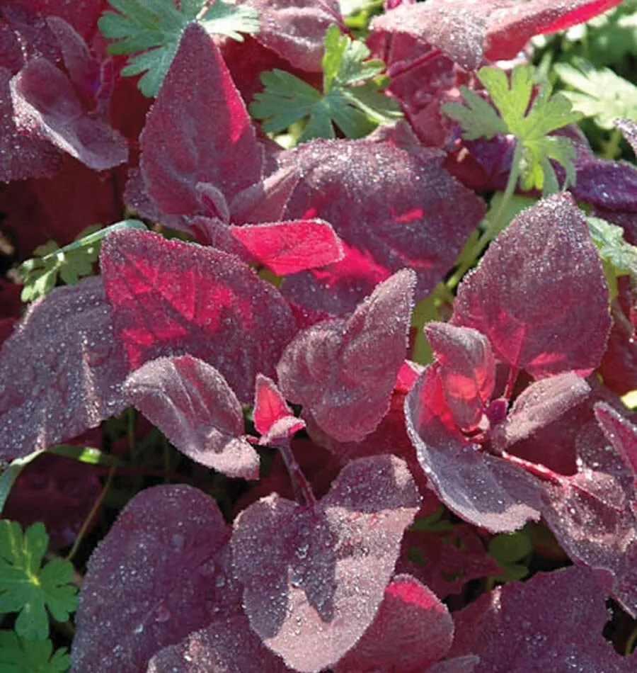 GIB Red Fire Orach French Mountain Spinach Vegetable NON GMO 100 Seeds - £7.55 GBP