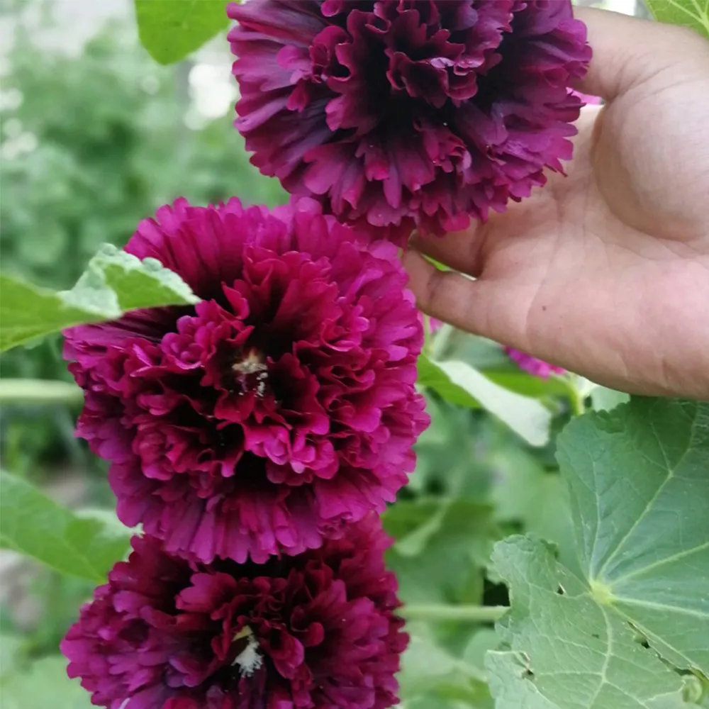 Alcea &#39;Queeny Purple&#39; 100 Seeds - £8.10 GBP