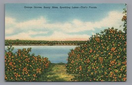 Orange Groves Florida Linen Postcard PC - £4.68 GBP