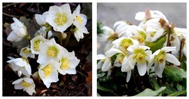 Christmas Rose 20 Seeds Fresh Garden - $19.95