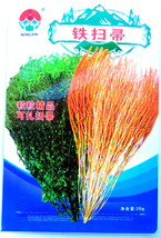 Burning Bush Grass Kochia Scoparia Summer Cypress Seeds, Original Pack, 3500 See - $9.92