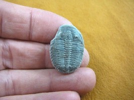 (F704-94) Trilobite fossil trilobites extinct marine arthropod I love fo... - $13.09