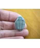 (F704-94) Trilobite fossil trilobites extinct marine arthropod I love fo... - £10.34 GBP