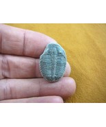(F704-94) Trilobite fossil trilobites extinct marine arthropod I love fo... - $13.09