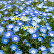 25 Seeds Baby Blue Eyes Flowers Easy To Grow Planting Beautiful Garden Fresh USA - $12.49