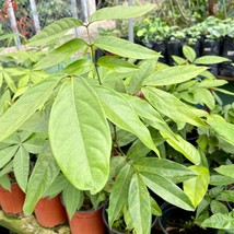 tropical exotic fruit tree 12”-24” Inga edulis panama watershed  - £62.93 GBP