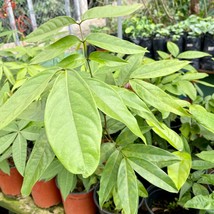 tropical exotic fruit tree 12”-24” Inga edulis panama watershed  - $79.98