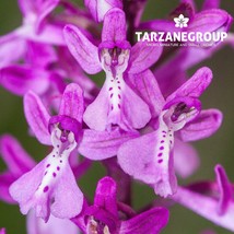 ORCHIS ANATOLICA EUROPEAN TERRESTRIAL ORCHID TUBER - $27.00