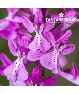 ORCHIS ANATOLICA EUROPEAN TERRESTRIAL ORCHID TUBER - €12,88 EUR ORCHIS ANATOLICA EUROPEAN TERRESTRIAL ORCHID TUBER - €12,88 EUR