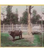 Vtg Stereoview - American Scenery - St. Louis Missouri - Cape Buffalo - $12.82