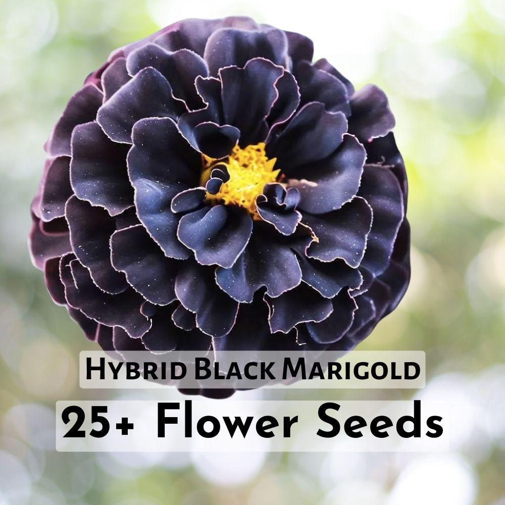 25+ Hybrid Black Marigold Seeds Flower Seeds - $11.90