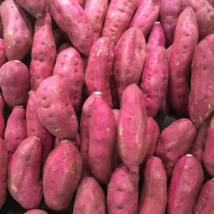 Leguminosae sweet potato - 100 Seeds - $7.33