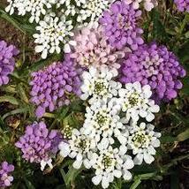 Globe Annual Candytuft Seeds Iberis Umbellata 500 Seeds For Planting - £13.54 GBP