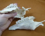 (SAF-39A) Springbok Impala pieces of jaw with teeth specimen science piece - $27.10