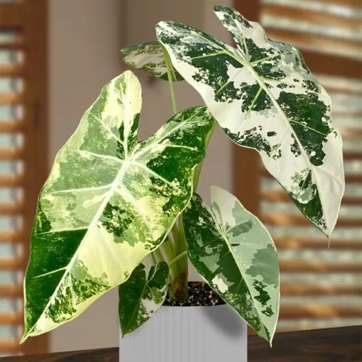 SKMO Alocasia Variegated Frydek House Garden Flowers 3 Seeds Indoor Gardening - £8.90 GBP