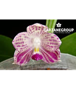 PHALAENOPSIS JAVANICA ORCHID POTTED - $49.00