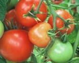 SRN 25 Sub Arctic Tomato Seeds Garden - $11.26