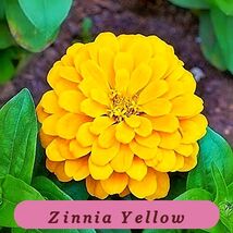 7559 zinnia yellow pop thumb200