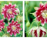 50 Seeds Nora Barlow Columbine - Aquilegia vulgaris Flowers Garden - $34.93