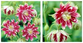 50 Seeds Nora Barlow Columbine - Aquilegia vulgaris Flowers Garden - £27.92 GBP