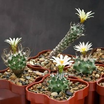 Rare Turbinicarpus Cactus Seeds, 10 Assorted Mix, Create Your Own Cacti ... - $9.50