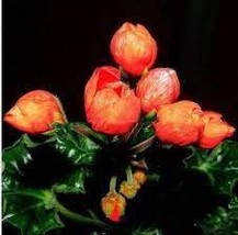 20 Seeds Geranium Conny Orange Perennial &#39;Red Blossom Rosebud&#39; Seeds - £9.55 GBP