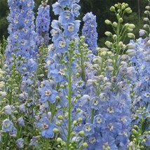 Gun-el Delphinium Larkspur Summer Skies 50 Seeds  - £3.80 GBP