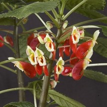 SKM 15 Seeds Impatiens HareS Hybrid House Flowers Easy to Grow - $10.97