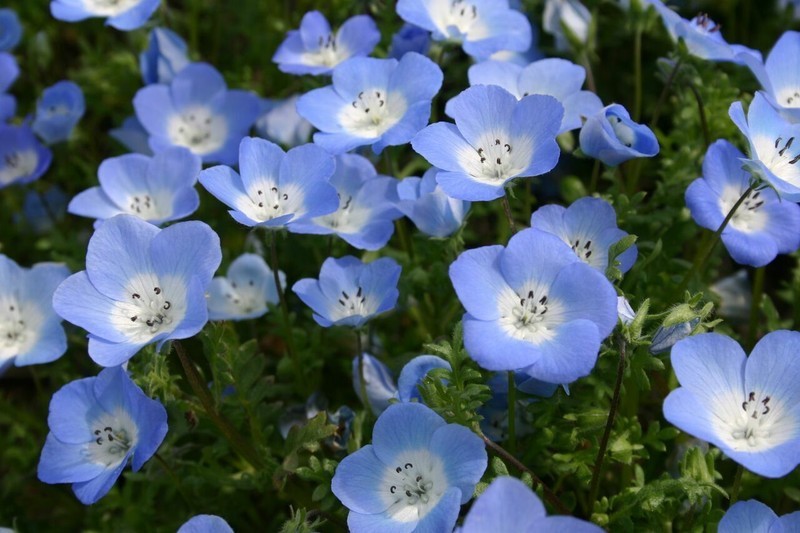 Baby Blue Eyes Flower Seeds Nemophila Menziesii Fast Grow - $11.04