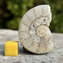 Sectioned fossil ammonite, somerset, jurassic, genuine - £10.23 GBP