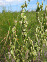 150 Seeds Grass Rattlesnake Ornamental Marsh Swamp New Fast Shipping - $124.26 MXN
