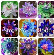 100 Of Passiflora Fruits Seeds - Mixed 9 Types - $11.37