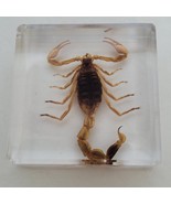 Real GOLDEN SCORPION Genuine INSECT Paperweight Lucite Paper Weight Small - $266.21 MXN