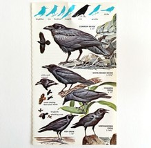 Ravens And Crows Varieties And Types 1966 Color Bird Art Print Nature AD... - £15.71 GBP