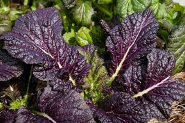 Japanese Leaf Mustard - Osaka Purple - 25+ seeds - B 104 - £1.88 GBP
