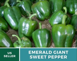 30 Seeds Emerald Giant Sweet Bell Pepper Seeds Capsicum Annuum Seed - £15.37 GBP