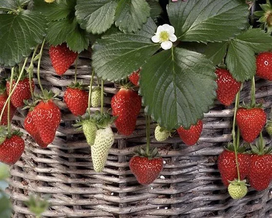 25++ Mixed strawberry seeds Everbearing Fragaria, Fruit seeds  - $3.58