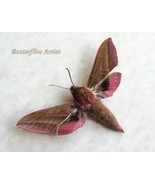 Elephant Hawk Moth Deilephila Elpenor Taxidermy Framed Entomology Shadowbox - $54.99