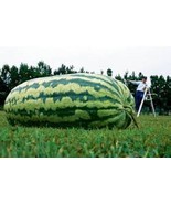 Carolina Cross Watermelon 25 seeds - £7.06 GBP