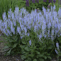 2.5&quot; pot sun salvia CRYSTAL BLUE numerosa meadow sage new - 1 Live Potted Plant - £38.70 GBP